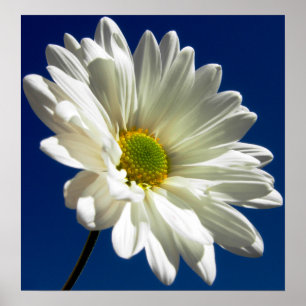 Poster du carré Daisy