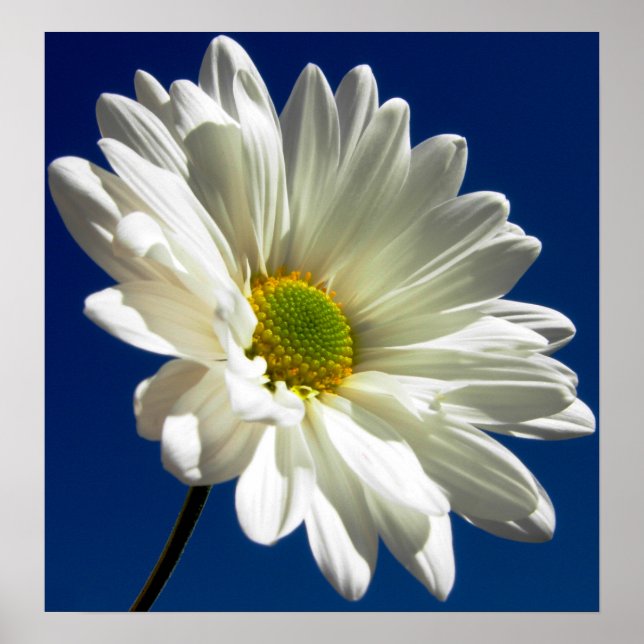 Poster du carré Daisy (Devant)