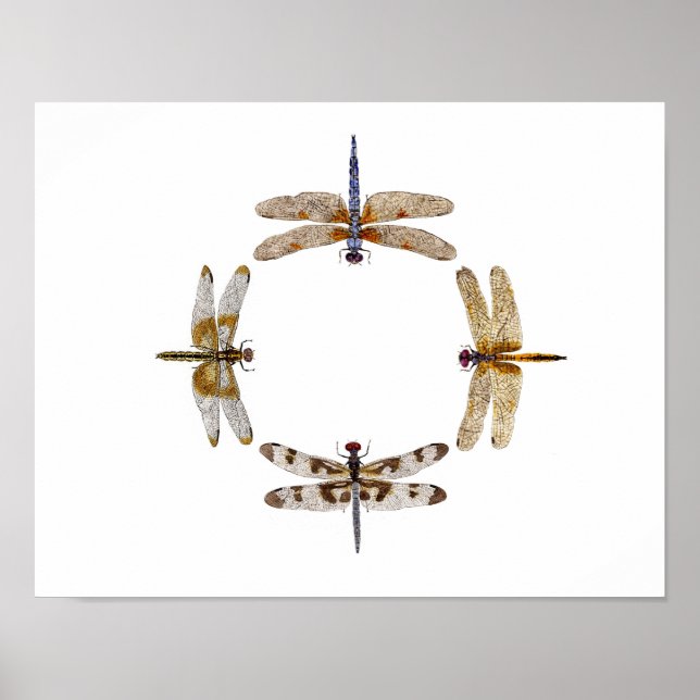 Poster du Cercle des libellules III (Devant)