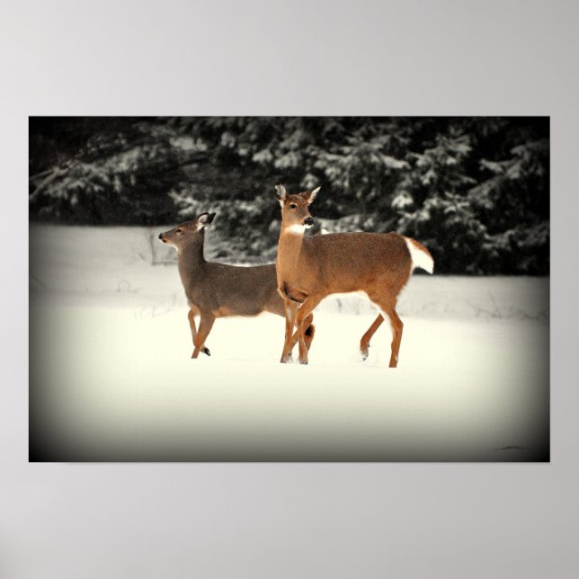 Poster du cerf dans la neige (Devant)