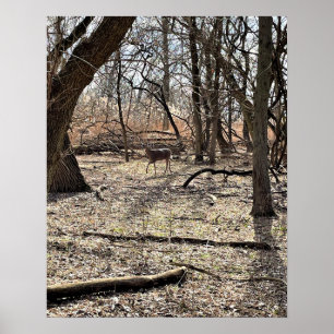 Poster du cerf dans les bois