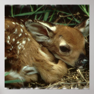 Poster du Cerf de Bébé