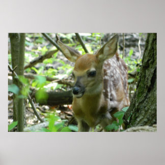 Poster du cerf de Virginie (dans les bois)