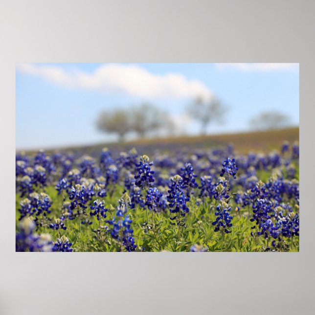 Poster du champ de Bluebonnets (Devant)