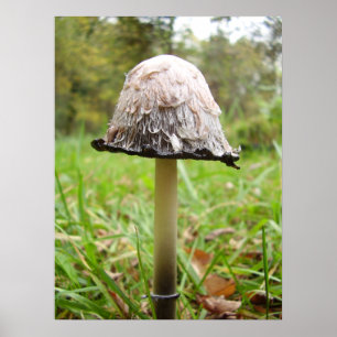 Poster du champignon Casquette Shaggy Ink