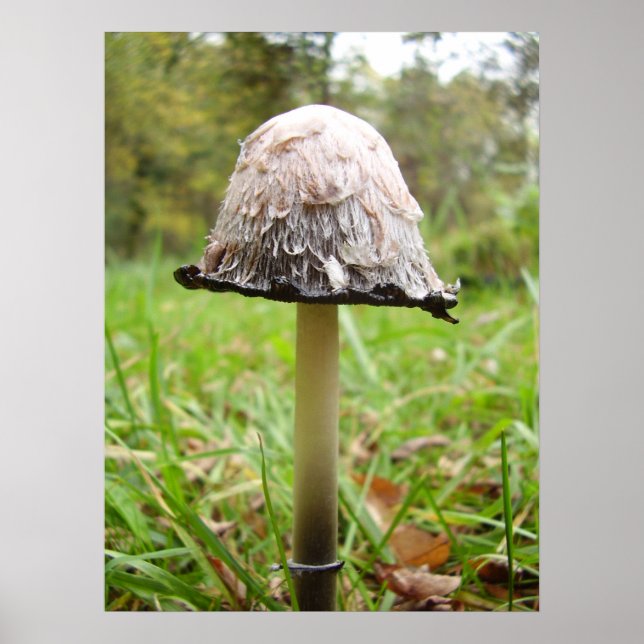 Poster du champignon Casquette Shaggy Ink (Devant)