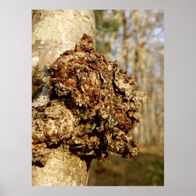 Poster du champignon Chaga (Devant)