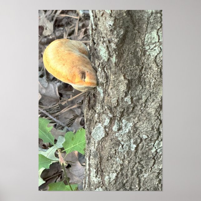 Poster du champignon d'arbre (Devant)