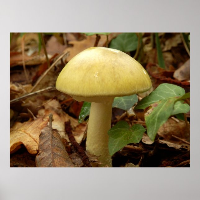 Poster du champignon Deathcap (Devant)
