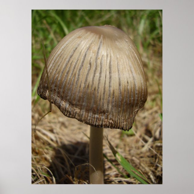 Poster du champignon Inkcap (Devant)