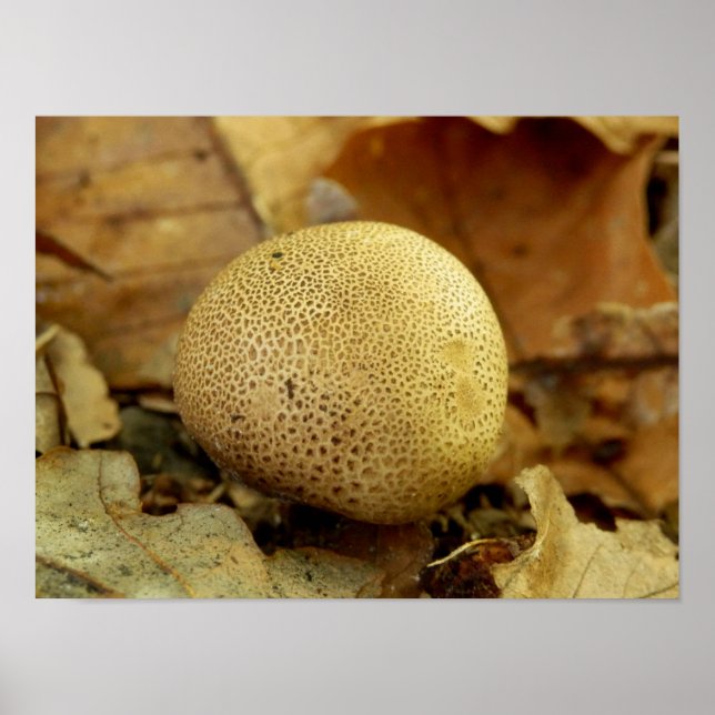 Poster du champignon Leopard Earthball (Devant)