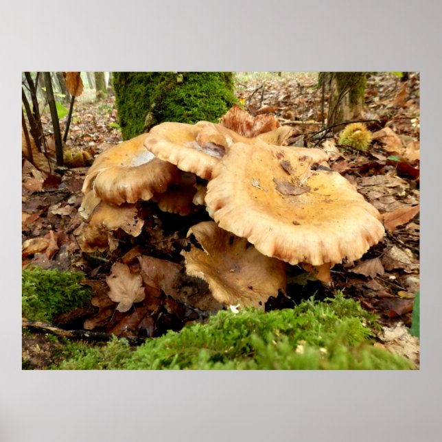 Poster du champignon Leucopaxillus giganteus (Devant)