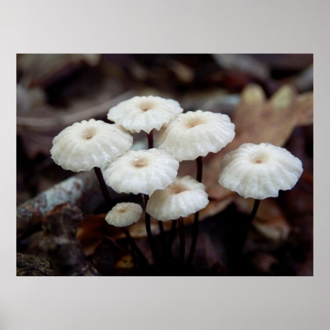 Poster du champignon Marasmius rotula (Devant)