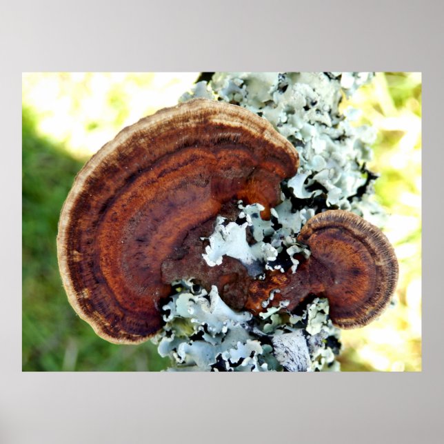 Poster du champignon Oak Mazegill (Devant)