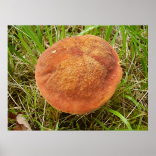Poster du champignon Ruby Bolete