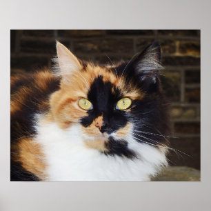 Poster du chat Calico