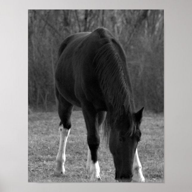 Poster du cheval (Devant)