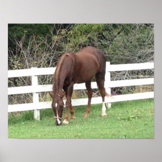 Poster du cheval : American Saddlebred Grading