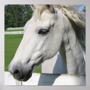 Poster du Cheval Blanc Imprimer