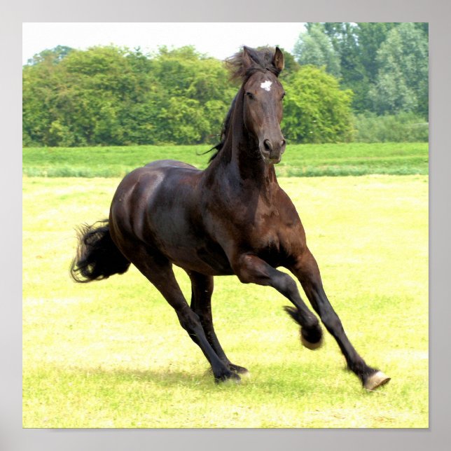 Poster du Cheval Galloping (Devant)