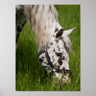 Poster du Cheval Leopard Appaloosa