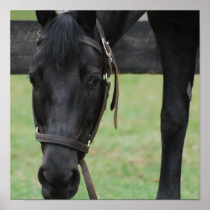 Poster du Cheval Noir