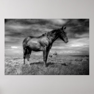 Poster du Cheval Noir