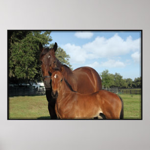 Poster du cheval Royale -60x40 -cliquez pour plus