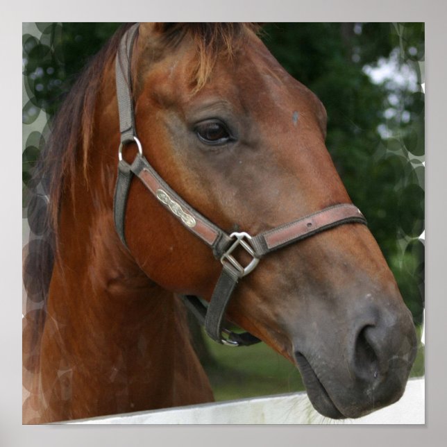 Poster du Cheval Trimestre Imprimer (Devant)