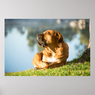 Poster du chien Boerboel