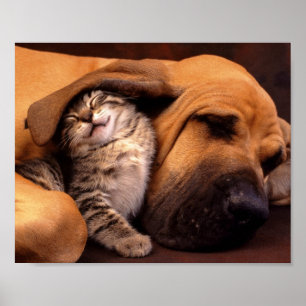 Poster du chien et du chaton