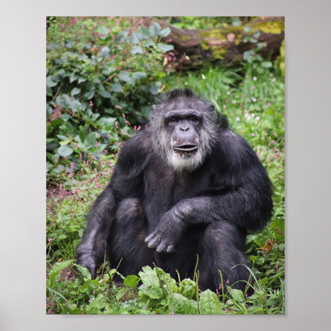 Poster du chimpanzé (Devant)