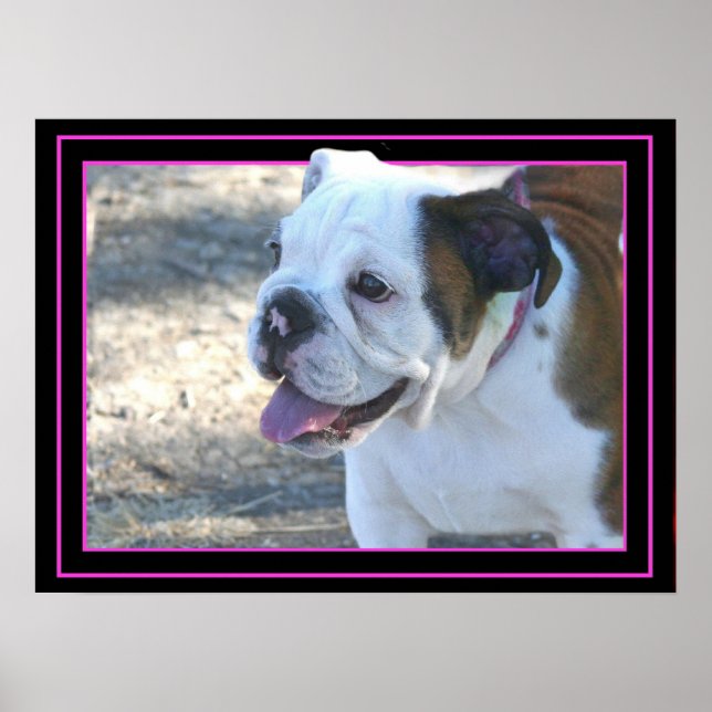 Poster du chiot Bulldog (Devant)