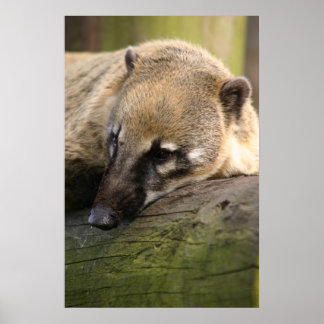 Poster du Closeup Coati
