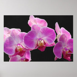 Poster du cluster Phalaenopsis Orchidée -36x24