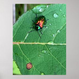 Poster du coléoptère de Chrysochus