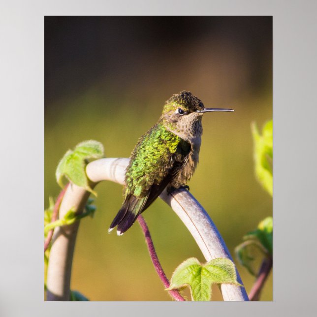 Poster du colibri au repos 16 x 20 (Devant)
