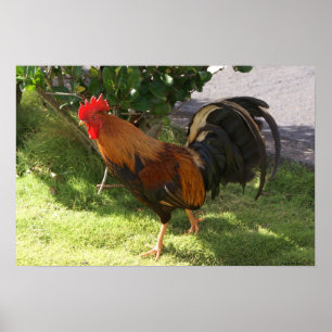 Poster du coq Kauai