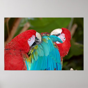 Poster du couple de perroquets Macaw