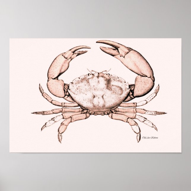 Poster du crabe ~ Crabe en pierre (Devant)