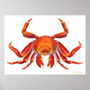 Poster du crabe de Sally Lightfoot