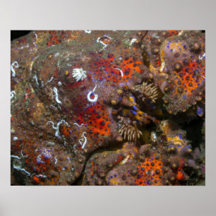 Poster du crabe Puget Sound King