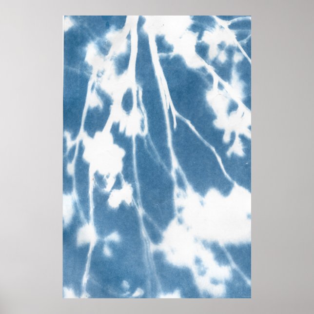 Poster du Cyanotype en fleurs de cerisier japonais (Devant)