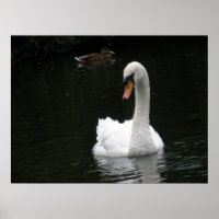 Poster du cygne blanc
