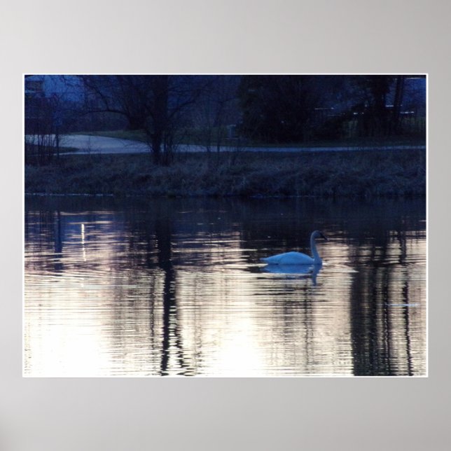 Poster du cygne blanc à Dusk (Devant)