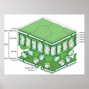 Poster du diagramme de cellules Plante de la struc