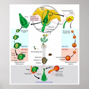 Poster du diagramme du cycle de vie du Plante flor