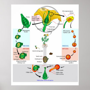Poster du diagramme du cycle de vie du Plante flor