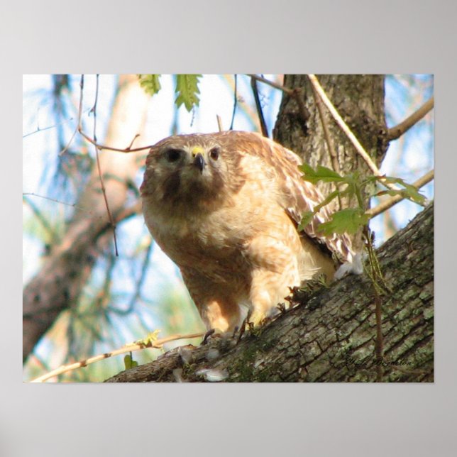 Poster du faucon à épaulettes (Devant)
