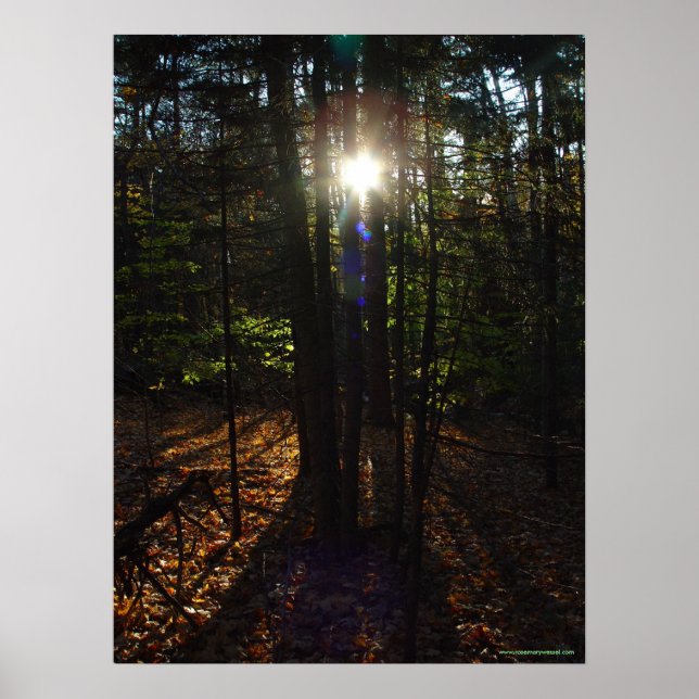 Poster du filtre forestier (Devant)